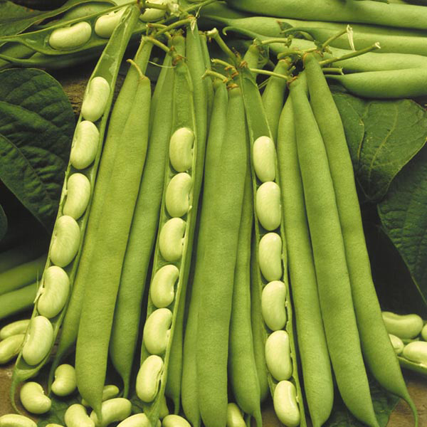 Flageolet Beans Have 17 Medical advantages You Ought to Be aware