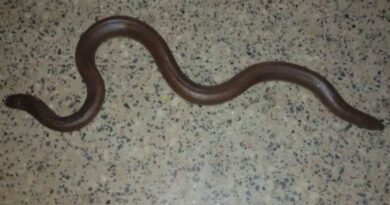Dark Snake Gang