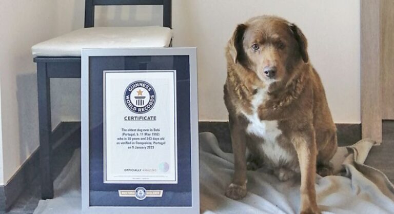 Business Insider.de : The oldest dog in the world doesn't eat dog food and celebrated its 31st birthday with over 100 guests.